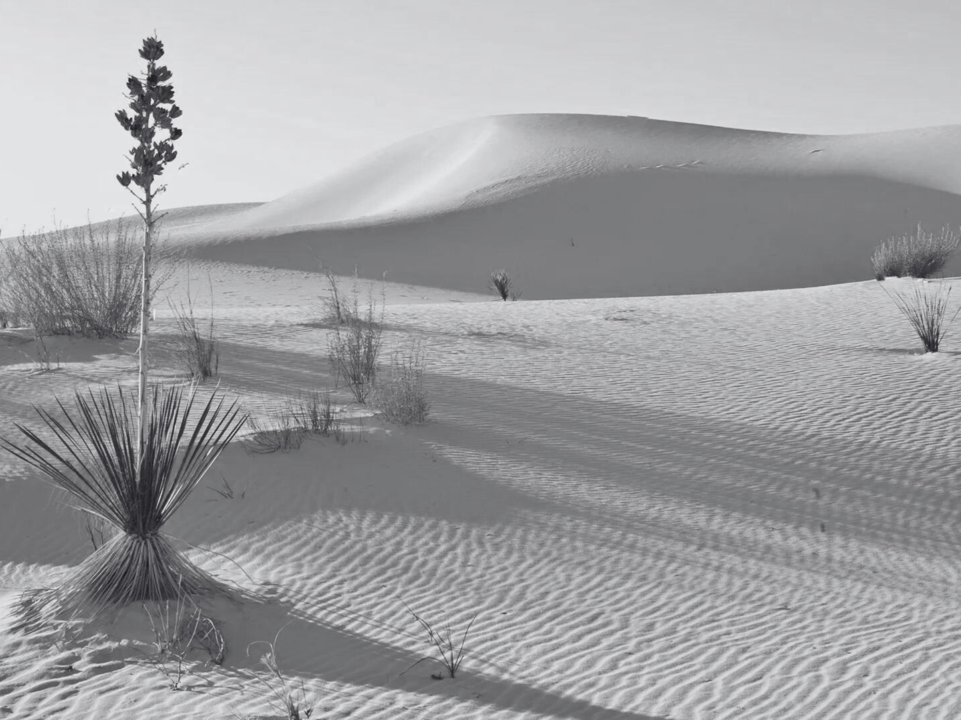 White Sands Collection